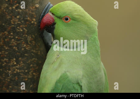 Un colpo alla testa di un anello di colli o rosa-inanellati parrocchetto alimentazione da un alimentatore di sementi. È IL REGNO UNITO più abbondanti naturalizzato parrot. Foto Stock