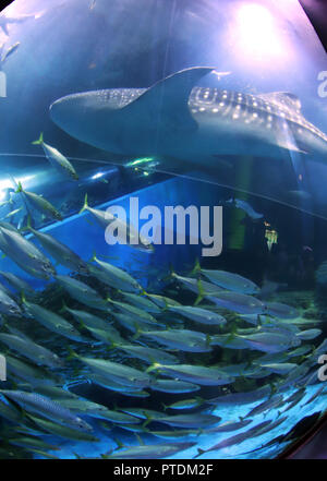 Yokohama, Giappone. 8 Ott, 2018. Un maschio di squalo balena nuota con una scuola di sgombro in un grande serbatoio di pesce al Hakkeijima Sea Paradise aquarium di Yokohama, suburbana Tokyo lunedì, 8 ottobre 2018. L'acquario ha iniziato a visualizzare la sua più grande pesce catturato al largo della costa della Tateyamain nella prefettura di Chiba verso la fine di agosto, in un serbatoio a partire dal mese di ottobre 4 per attrarre i visitatori. Credito: Yoshio Tsunoda/AFLO/Alamy Live News Foto Stock