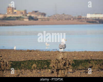 Sheerness, Kent, Regno Unito. 9 Ott, 2018. Regno Unito Meteo: una mattina di sole in Sheerness, Kent. Credito: James Bell/Alamy Live News Foto Stock