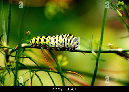 Il vecchio mondo a coda di rondine o Papilio Machaon caterpillar e alimentazione strisciando su una pianta di finocchio nel giardino, con un Verde come sfondo sfocato Foto Stock