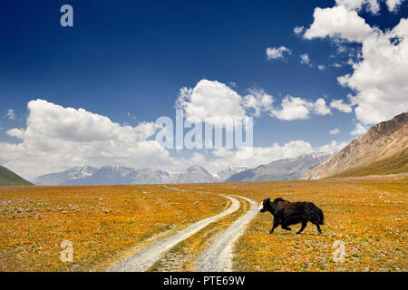 Yak nero attraversando la strada nella valle di montagna del Kirghizistan, in Asia centrale Foto Stock