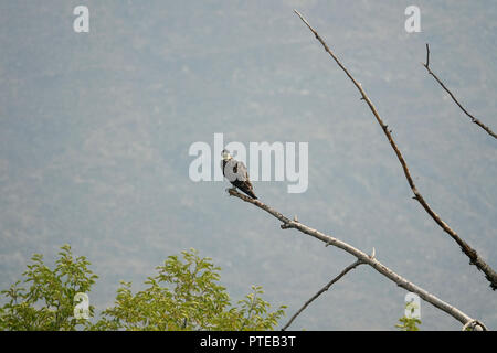 La Osprey o più specificamente il western osprey - chiamato anche mare hawk, fiume Hawk, e pesce hawk - è una diurna, pesce-eating rapace con un c Foto Stock