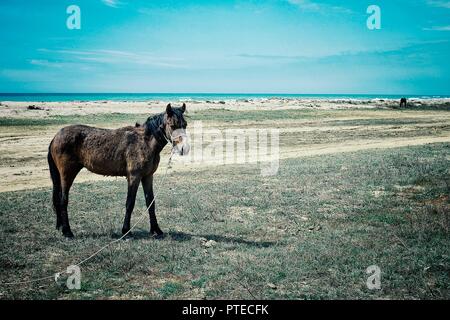 Aktau / Kazakistan - Apr 28 2011: paesaggio marino del Mar Caspio con i cavalli della steppa Foto Stock