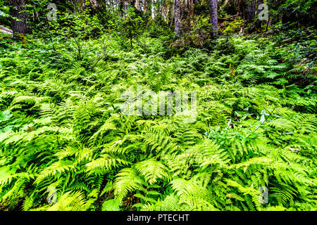 Grande gruppo di spada occidentale di felci lungo un sentiero scende al Lago vicino il Vertice Coquihalla in British Columbia, Canada Foto Stock