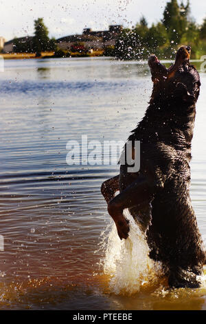 Grande nero di razza Rottweiler cane giocando in acqua con spray. Foto Stock