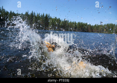 Un grande i capelli rossi cane immerso nel lago vi è un tuffo e un sacco di schizzi in tutte le direzioni. Foto Stock