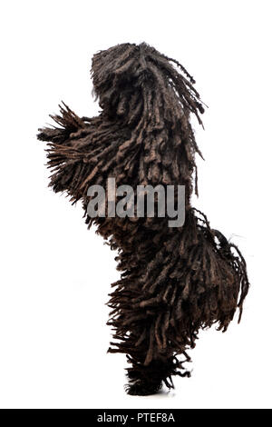 Un adorabile Puli in piedi su due gambe - studio shot, isolato su bianco. Foto Stock