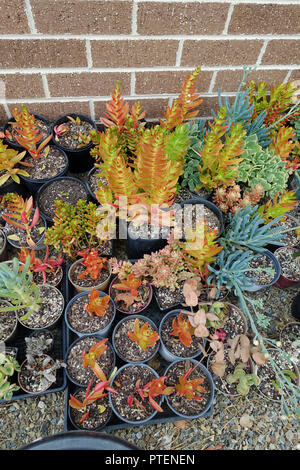 Misto di diverse varietà di piante succulente talee Foto Stock