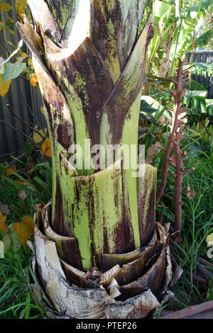 Chiudere l immagine di Ensete ventricosum, abissino di banana trunk senza foglie Foto Stock