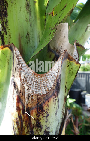 Chiudere l immagine di f rifilato Ensete ventricosum, abissino di banana leaf stelo Foto Stock