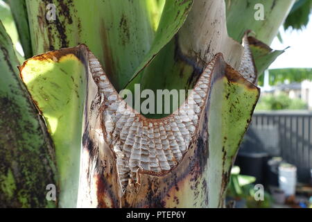 Chiudere l immagine di f rifilato Ensete ventricosum, abissino di banana leaf stelo Foto Stock