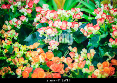 Ibrido colorati Rieger begonie (Begonia x hiemalis) sono chiamati inverno fioriscono begonie. Ceroso fogliame verde e i coloratissimi fiori che b Foto Stock