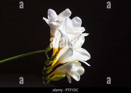 Bianco Fiori fresia incandescente su sfondo nero Foto Stock