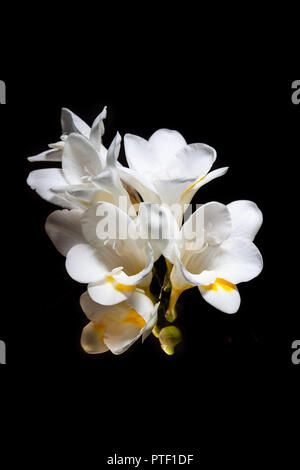 Il bianco e il giallo fresia fiori isolati su sfondo nero Foto Stock