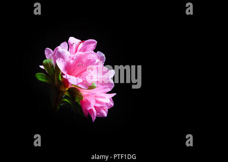 Azalea colore rosa fiori isolati su sfondo nero con spazio di copia Foto Stock
