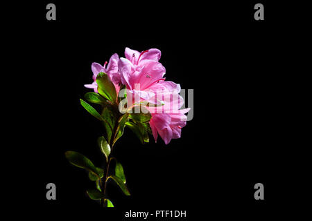 Azalea colore rosa fiori con foglie verde isolato su sfondo nero con spazio di copia Foto Stock