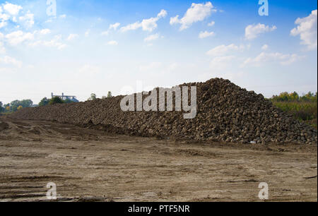 Gli agricoltori del raccolto di barbabietole da zucchero in un campo Paese Foto Stock