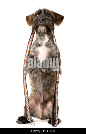 Un adorabile razza cane tenendo un guinzaglio nella sua bocca - studio shot, isolato su bianco. Foto Stock