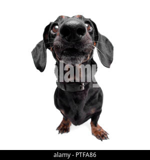 Ampia angolazione di un adorabile Bassotto in piedi su sfondo bianco. Foto Stock