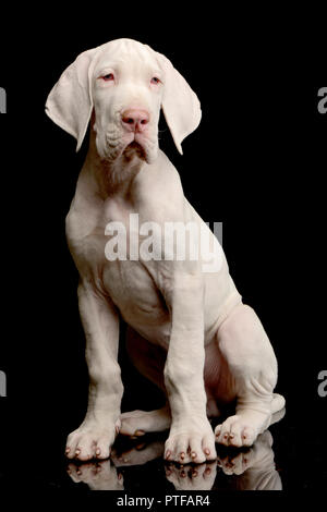 Studio shot di un simpatico Alano cucciolo seduto su sfondo nero. Foto Stock