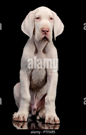 Studio shot di un simpatico Alano cucciolo seduto su sfondo nero. Foto Stock