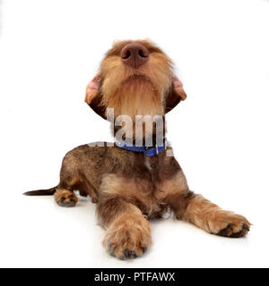 Ampia angolazione di un adorabile Bassotto giacente su sfondo bianco. Foto Stock