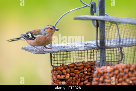 Fringuello su alimentatore di arachidi Foto Stock