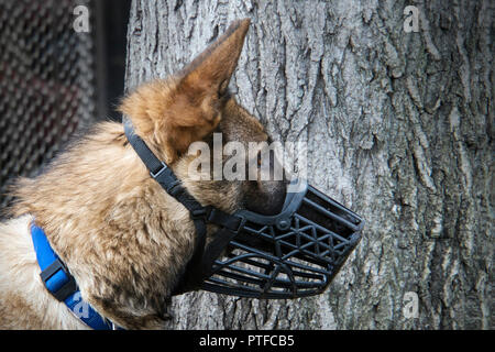 Ritratto di pastore tedesco. Cani a piedi nella natura. Protezione dai morsi di cane. Foto Stock