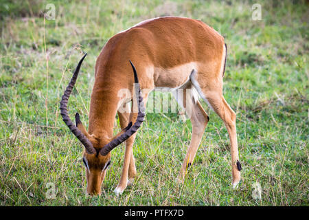 Impala pascolare nel Masai Mara National Reserve, Kenya Foto Stock