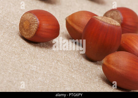 I dadi della foresta giacciono su tela Foto Stock