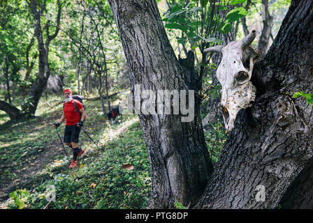 Il teschio di vacca sulla struttura ad albero e turistico con zaino in foresta Foto Stock