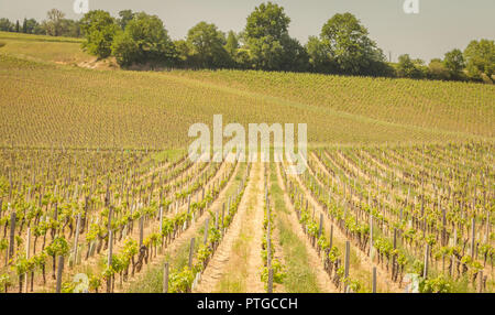 Vite di fine primavera nella regione di Saint Emilion vicino a Bordeaux Foto Stock