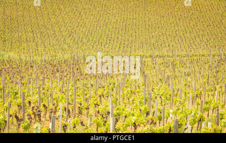 Vite di fine primavera nella regione di Saint Emilion vicino a Bordeaux Foto Stock