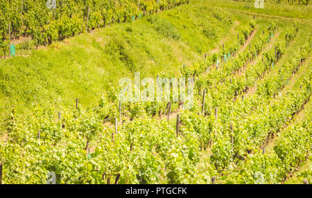 Vite di fine primavera nella regione di Saint Emilion vicino a Bordeaux Foto Stock