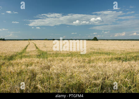 Percorso tecnologico attraverso il campo, i trend con orizzonte di riferimento e nuvole nel cielo Foto Stock