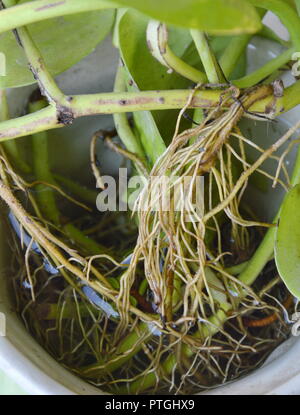 Radice di betel leaf in pentola floreale Foto Stock