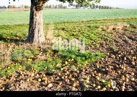 Mele caduti accanto ad albero su campo in autunno. Foto Stock