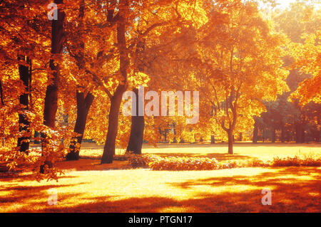 Paesaggio autunnale. Colori d'Autunno nel parco con autunno dorato di alberi in tempo soleggiato Foto Stock