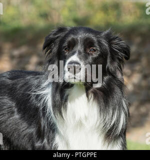 collie di bordo Foto Stock