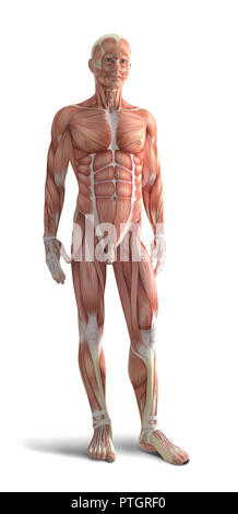 Illustrazione Digitale del corpo umano anatomia Foto Stock