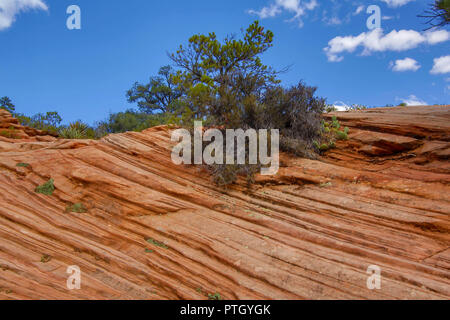 Rocce striate nel Parco Nazionale di Zion Foto Stock