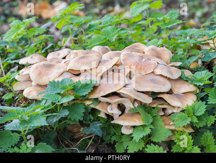 Intrico di legno Blewit funghi funghi (Clitocybe nuda o Lepista nuda) cresce in Autunno nel bosco in West Sussex, Regno Unito. Foto Stock