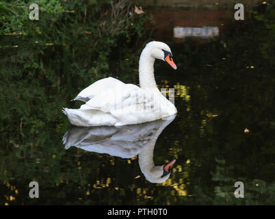 Adulto bianco Cigno (Cygnus olor), vista laterale, nuoto in acqua con riflesso perfetto in autunno nel West Sussex, in Inghilterra, Regno Unito. Foto Stock