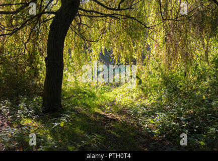 Il percorso in ombra nel bosco che guarda a bright sole autunnale in autunno nel West Sussex, in Inghilterra, Regno Unito. Foto Stock