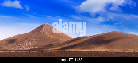 Cavalli al pascolo sul Campo Imperatore altopiano, aka "Piccolo Tibet" in Gran Sasso e Monti della Laga National Park, vicino a L'Aquila, Abruzzo, Italia. Foto Stock