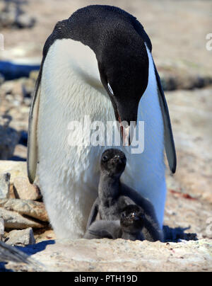 Adelie penguin pulcino. Giornata di sole, neve. Close-up Foto Stock