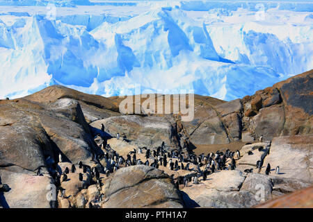 Adelie giovani pinguini camminare sul terreno pietroso e sulle rocce di una giornata di sole. Piano globale. Foto Stock
