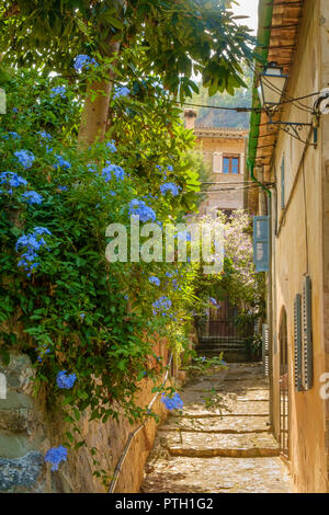 Wild blue phlox cresce su una parete nel pittoresco villaggio di Deià, Mallorca, Spagna Foto Stock