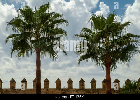 Due palme di fronte ad una parete a corona stagliano contro un cielo nuvoloso, Palma di Mallorca Foto Stock