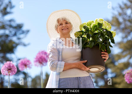 Vecchia donna con ortensie a fiore giardino estivo Foto Stock